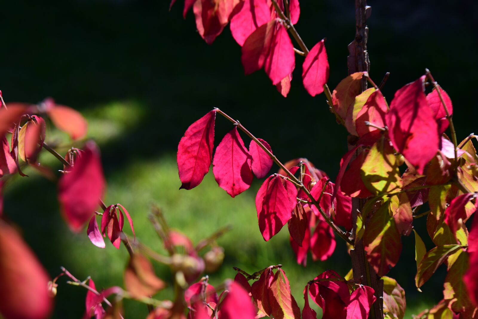 Nikon D7200 sample photo. Autumn leaves, splendor, red photography