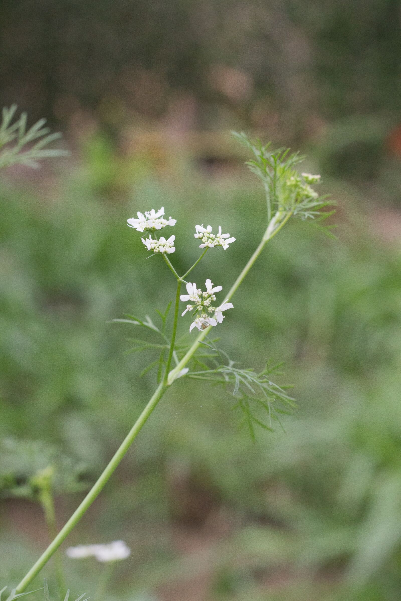 Canon EF 50mm F1.8 STM sample photo. Cilantro, fresh coriander, ho photography