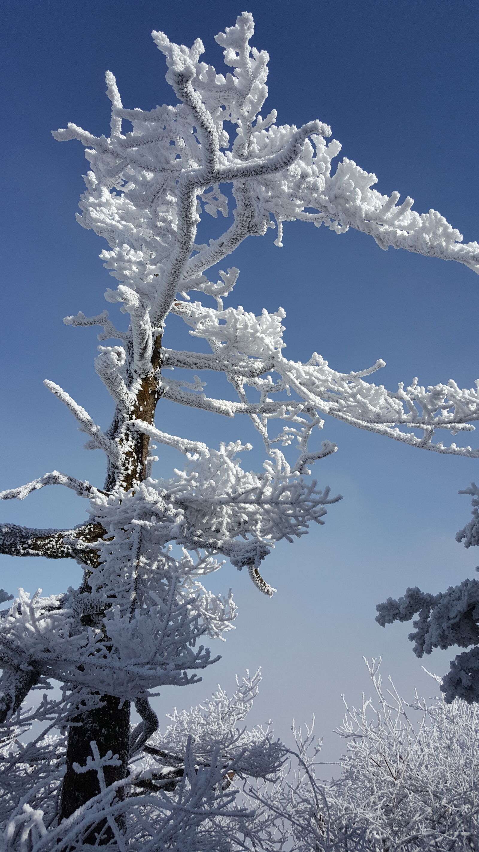 Samsung Galaxy Note5 sample photo. Korea, mountain, taebaeksan, winter photography