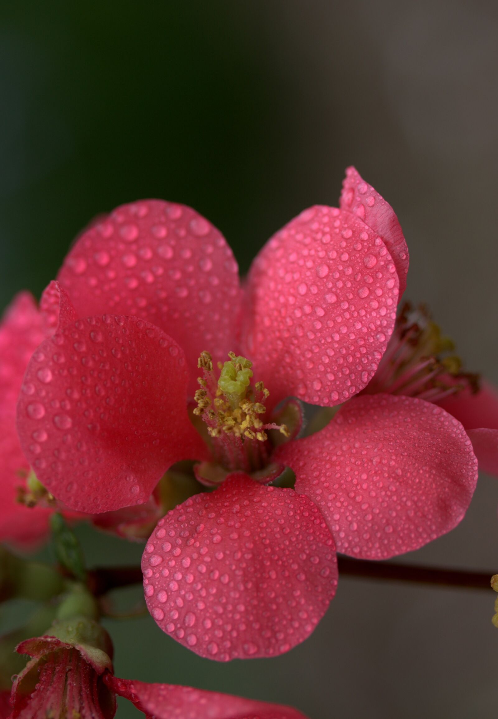 Canon EF-S 60mm F2.8 Macro USM sample photo. Flower, pink, peach photography