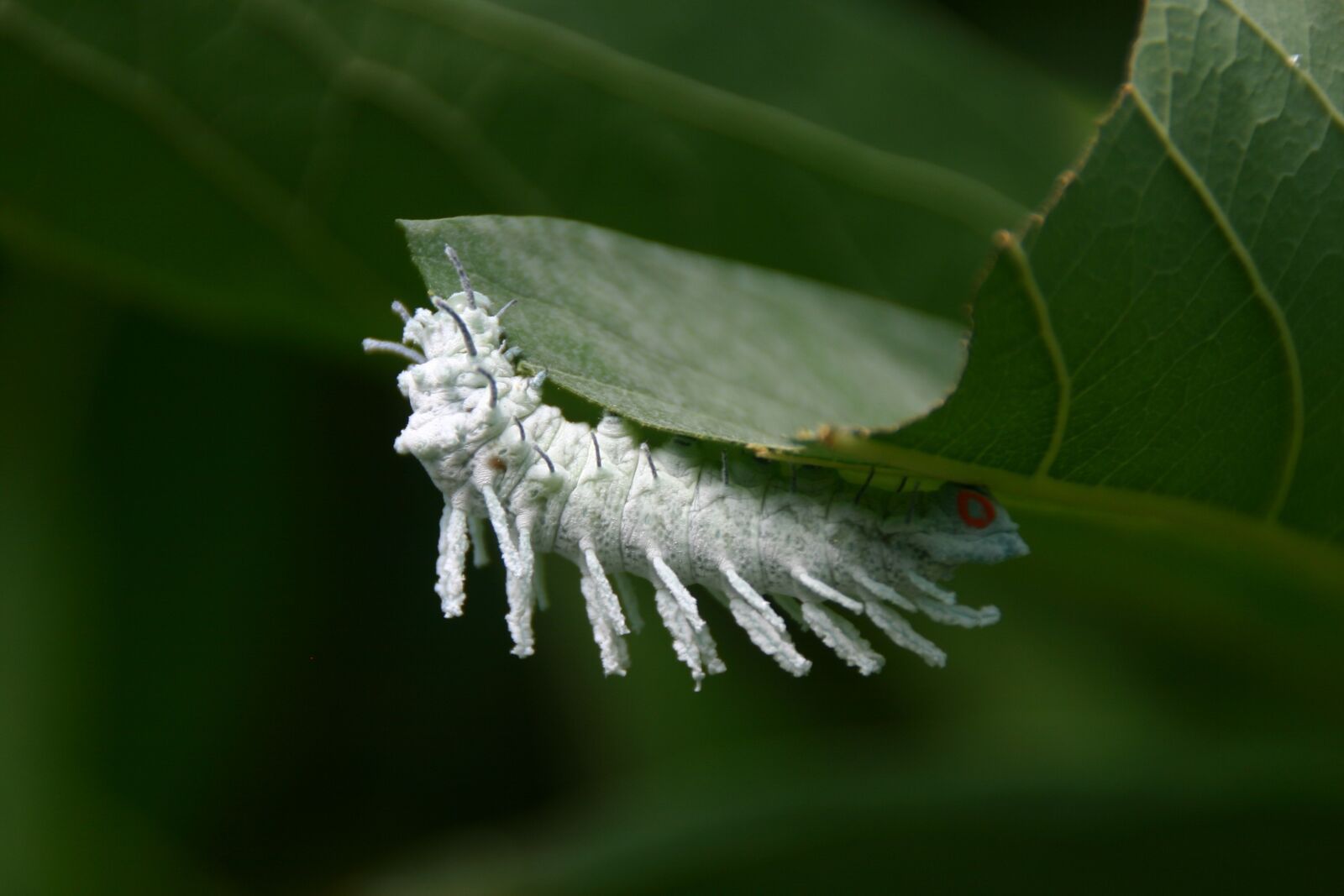 Canon EOS 300D (EOS Digital Rebel / EOS Kiss Digital) sample photo. Caterpillar, white, green leaf photography