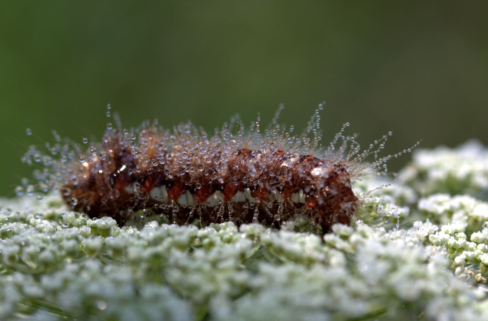 Canon EF-S 60mm F2.8 Macro USM sample photo. Caterpillar, the larva, wet photography