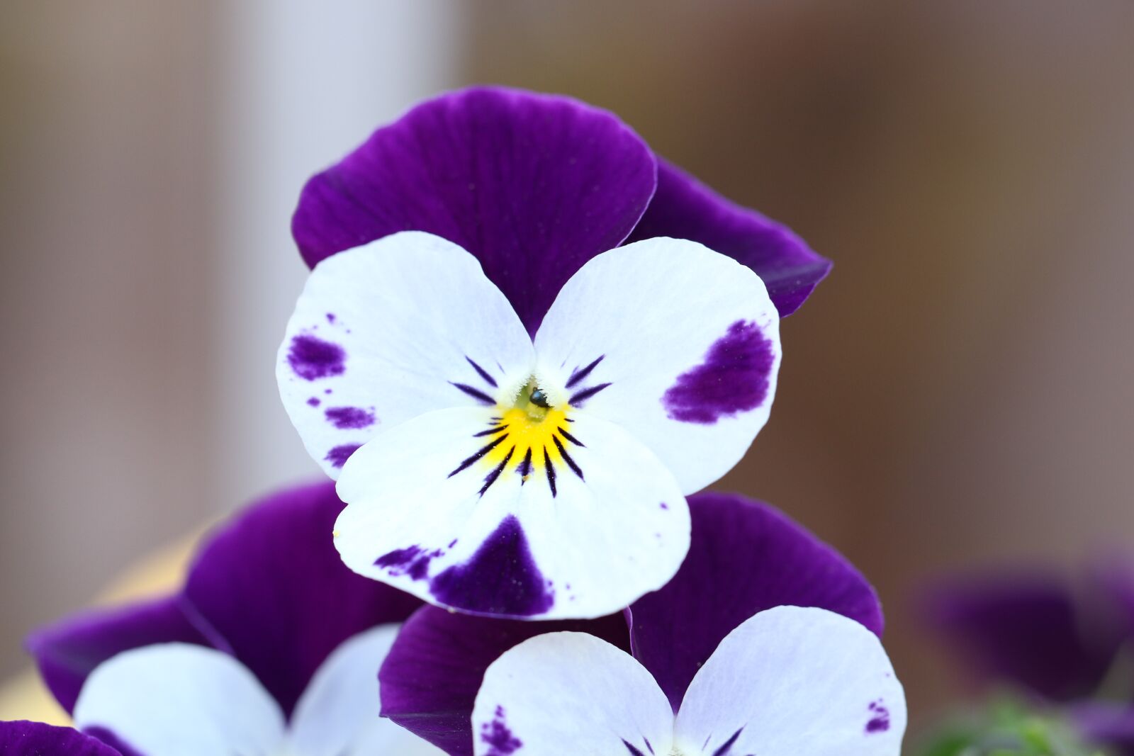 Canon EOS 7D Mark II sample photo. Pansy, spring, the petals photography
