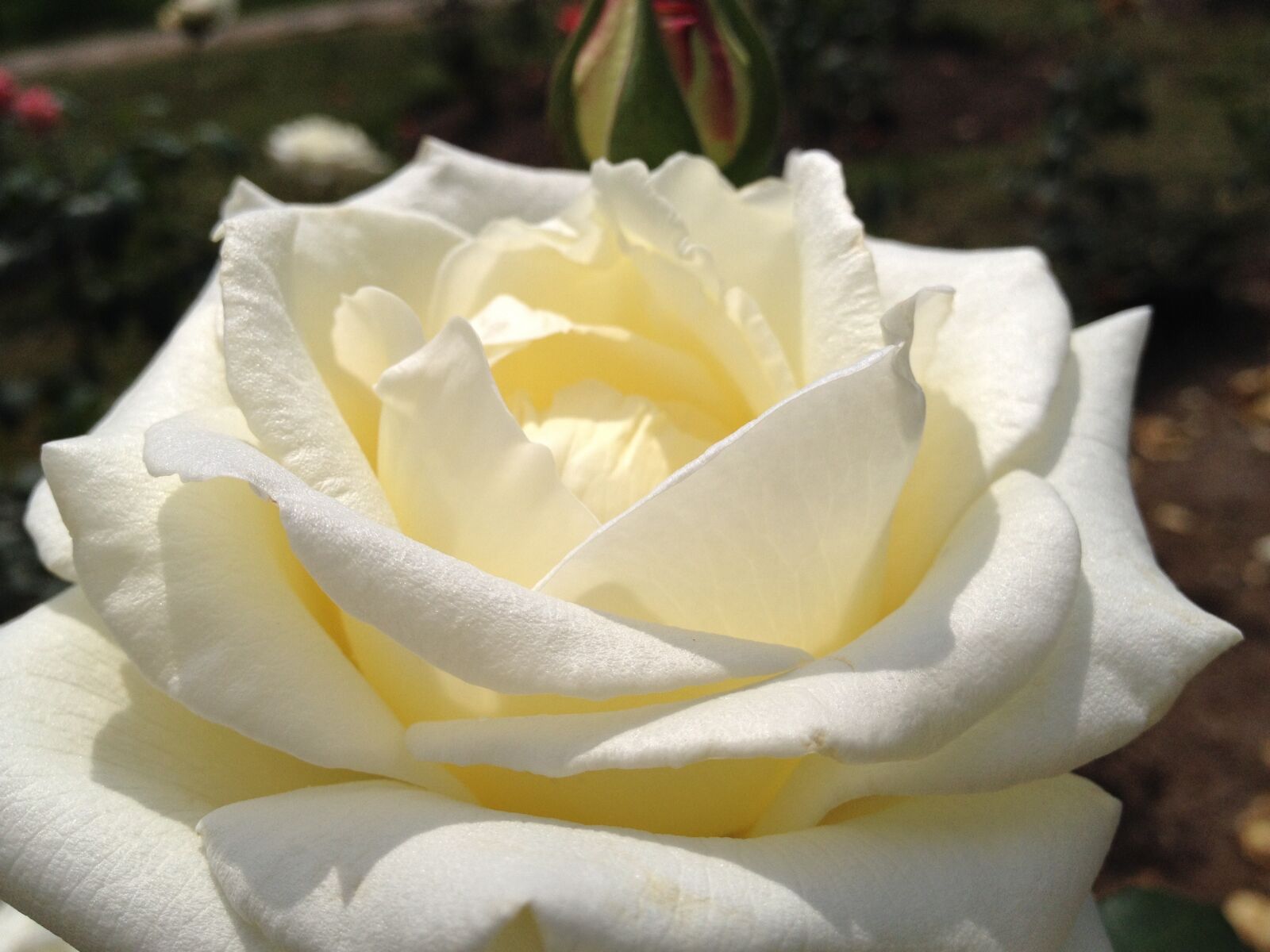 iPhone 4S back camera 4.28mm f/2.4 sample photo. Flower, rosa, white photography