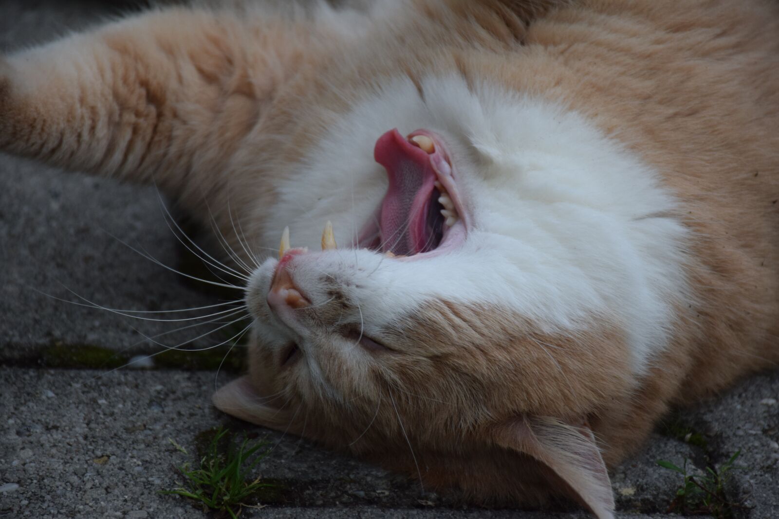 Nikon D5300 sample photo. Cat, tired, yawn photography