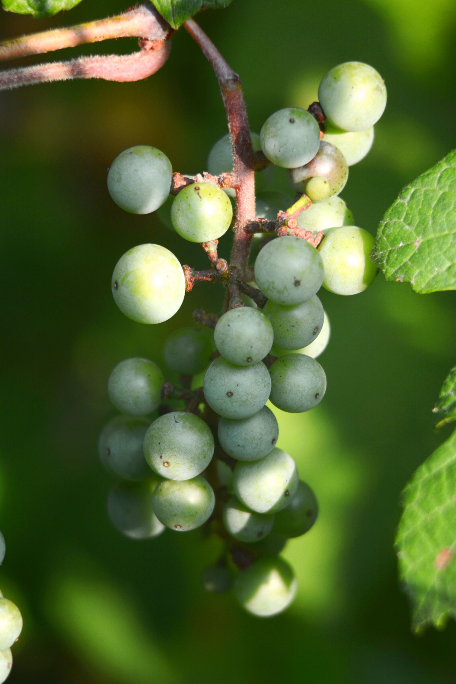 Nikon D5200 sample photo. Healthy, grapes, wine, snack photography