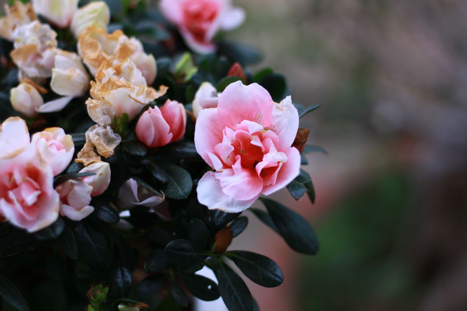 Canon EOS 50D sample photo. Flower, pink, beautiful photography