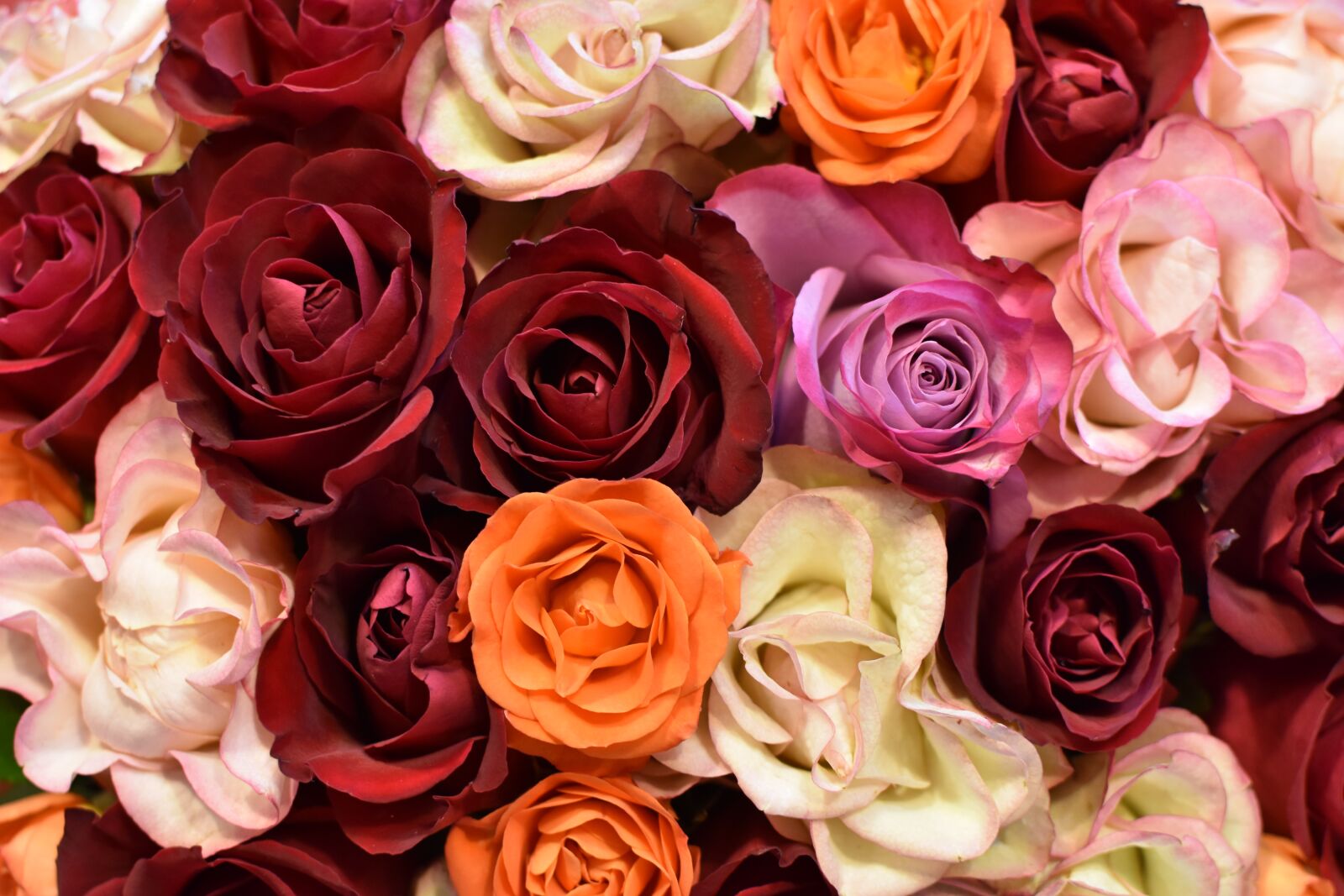 Nikon D7200 sample photo. Flower, flowers, rose photography