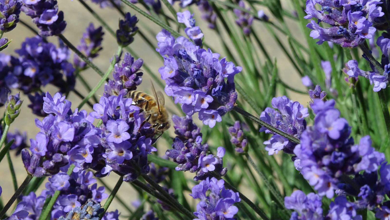 Sony DSC-HX60 sample photo. Lavender, bee, insect photography