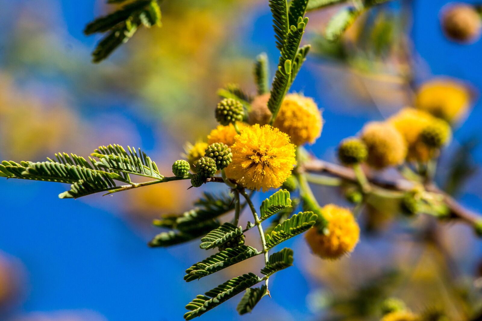 Canon EOS 700D (EOS Rebel T5i / EOS Kiss X7i) sample photo. Desert, tree, bloom photography