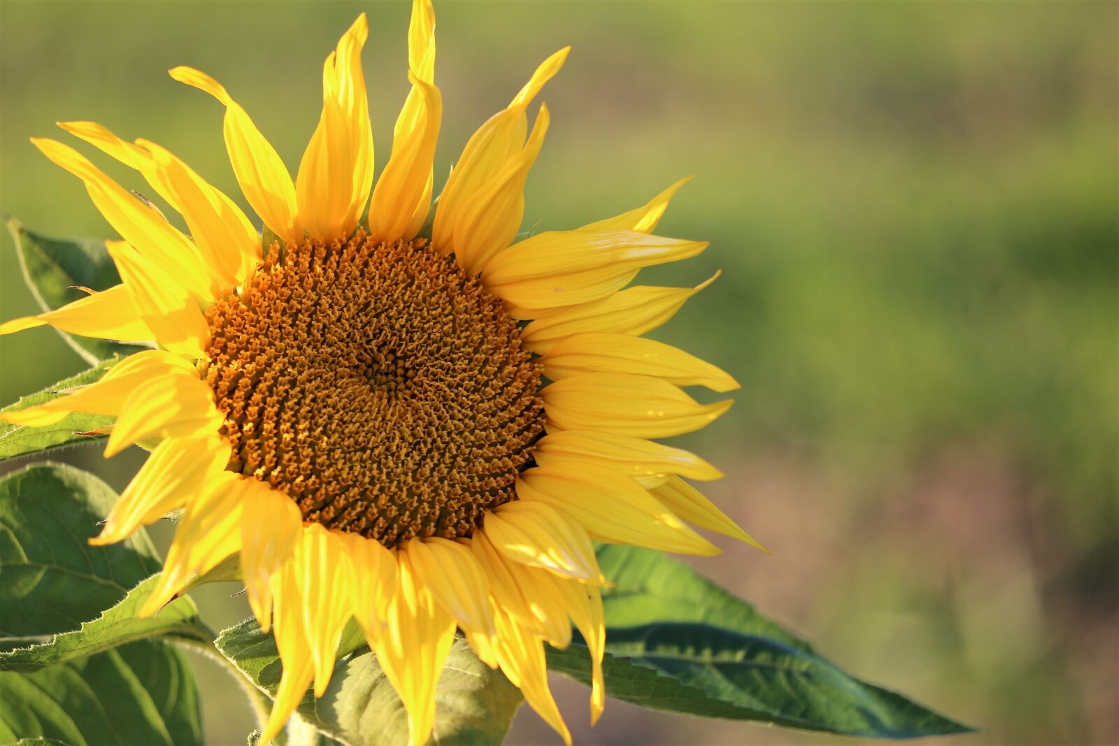 Canon EF 70-300 F4-5.6 IS II USM sample photo. Sunflower, plant, flower photography