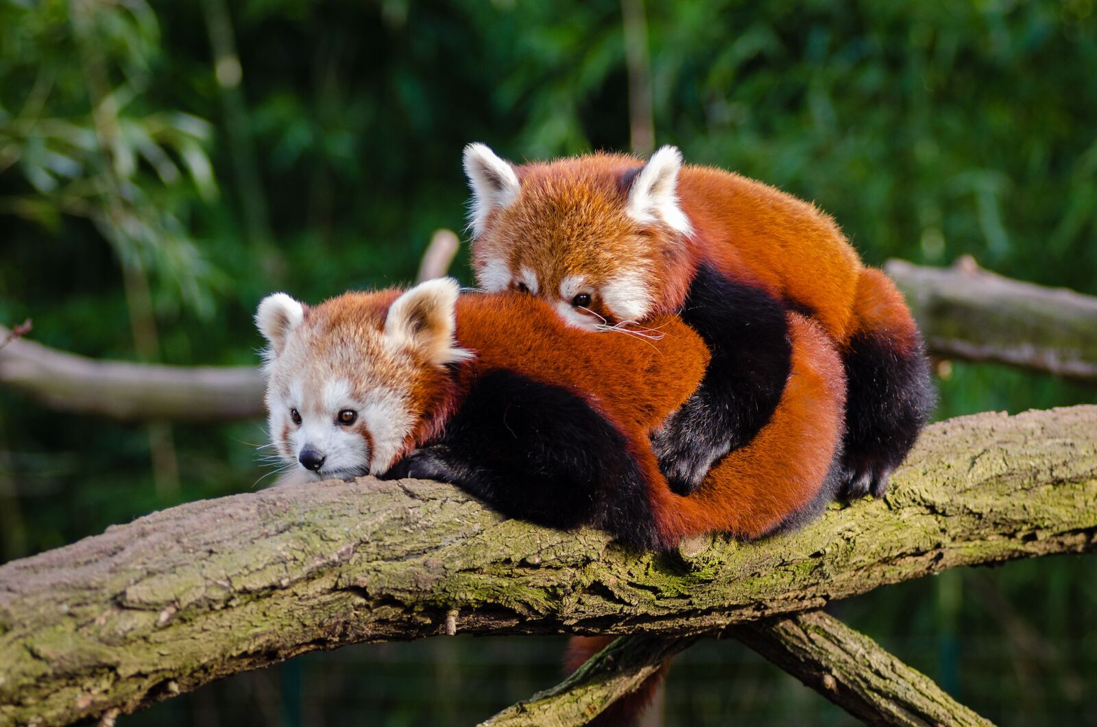 Nikon D7000 sample photo. Animal, red panda, cuddle photography