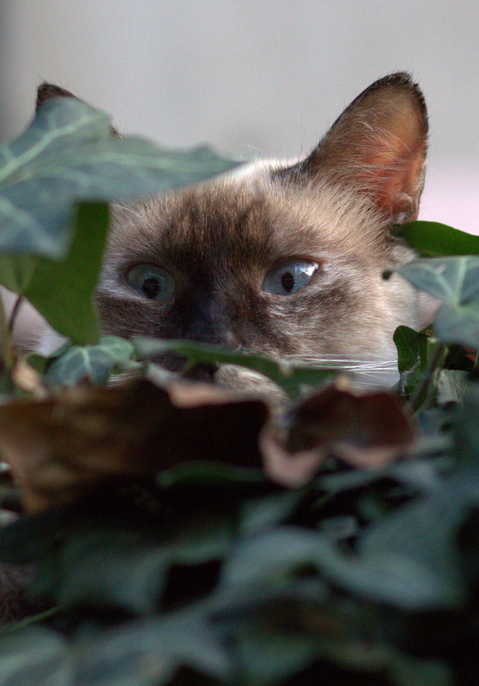 Canon EOS 700D (EOS Rebel T5i / EOS Kiss X7i) + Canon EF 85mm F1.8 USM sample photo. Cat, burmese, blue eyes photography