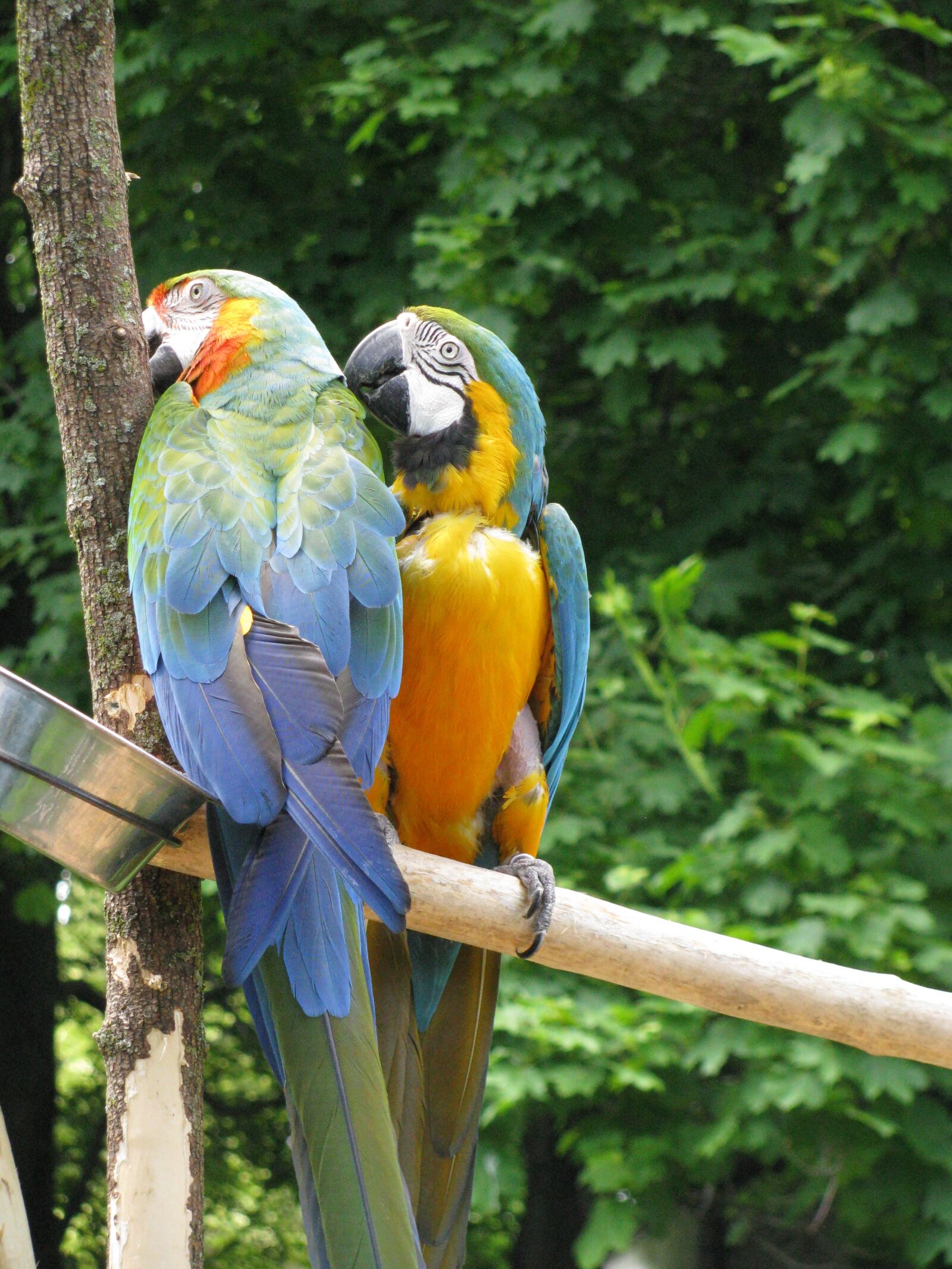 Canon POWERSHOT SX100 IS sample photo. Parrots, birds, colorful photography