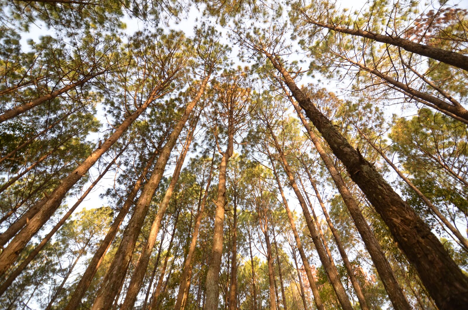 Nikon D7000 sample photo. Trees, tree, forest photography