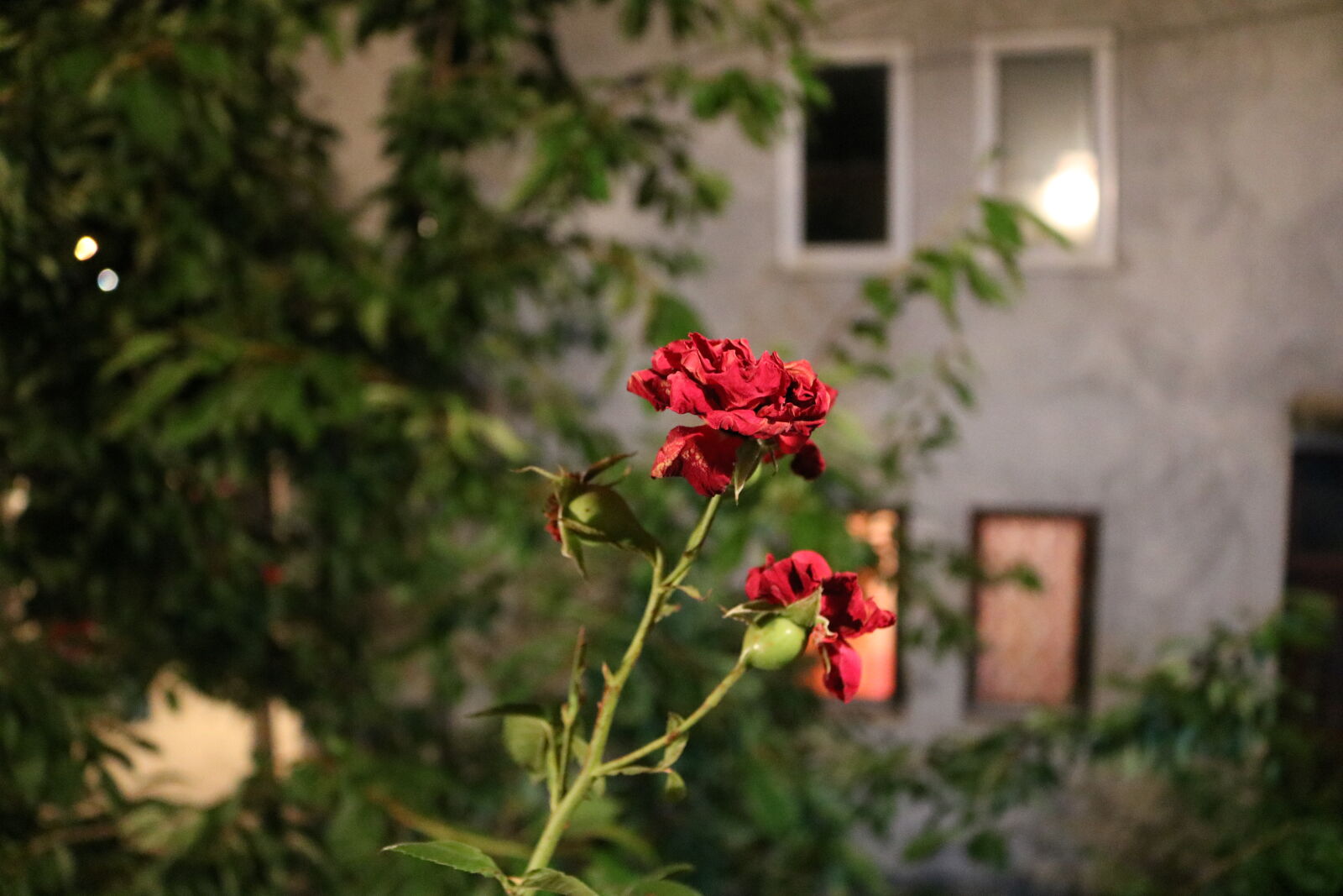 Canon EOS 750D (EOS Rebel T6i / EOS Kiss X8i) sample photo. Black, dark, house, lamp photography