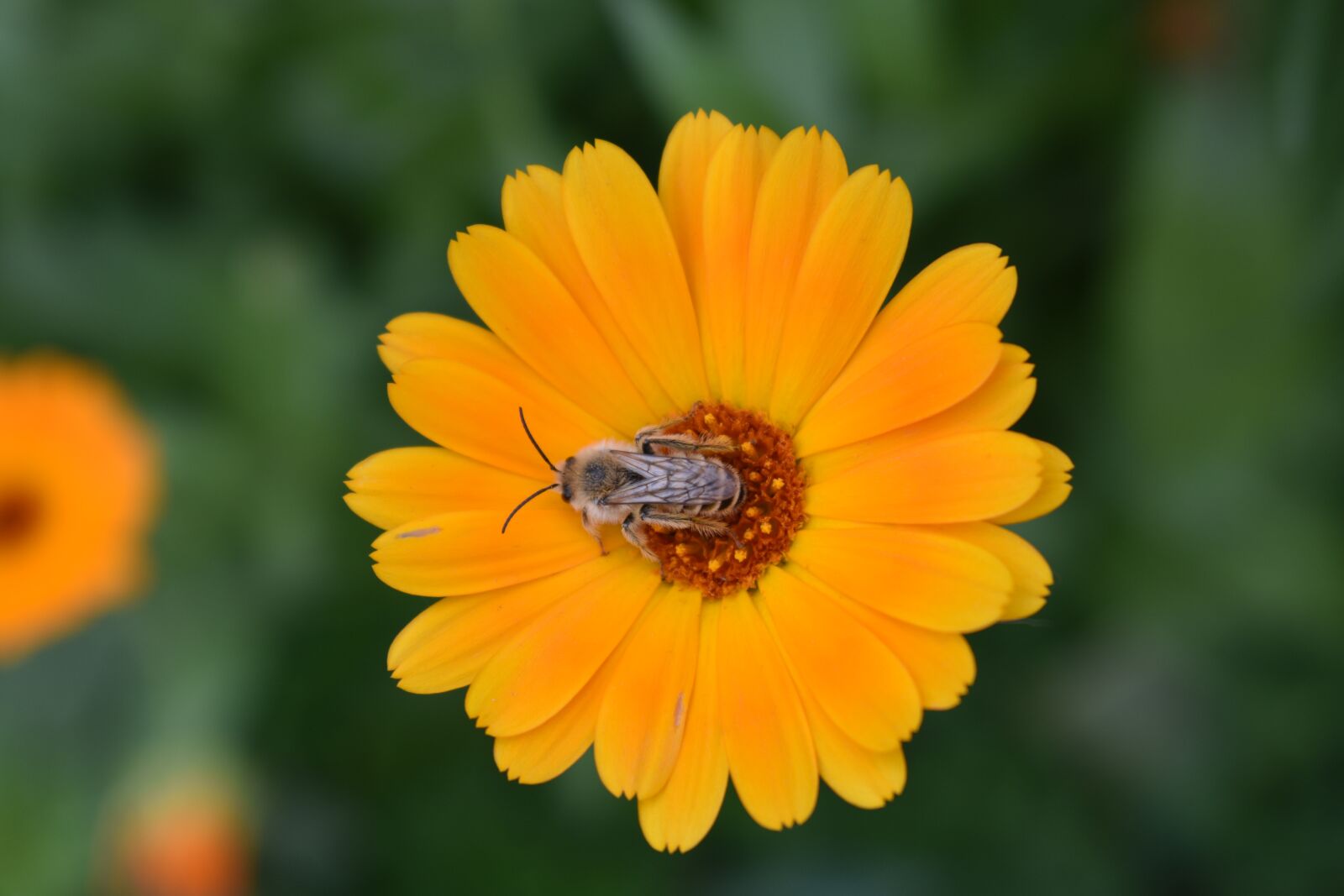 Nikon D3400 sample photo. Flower, calendula, orange photography