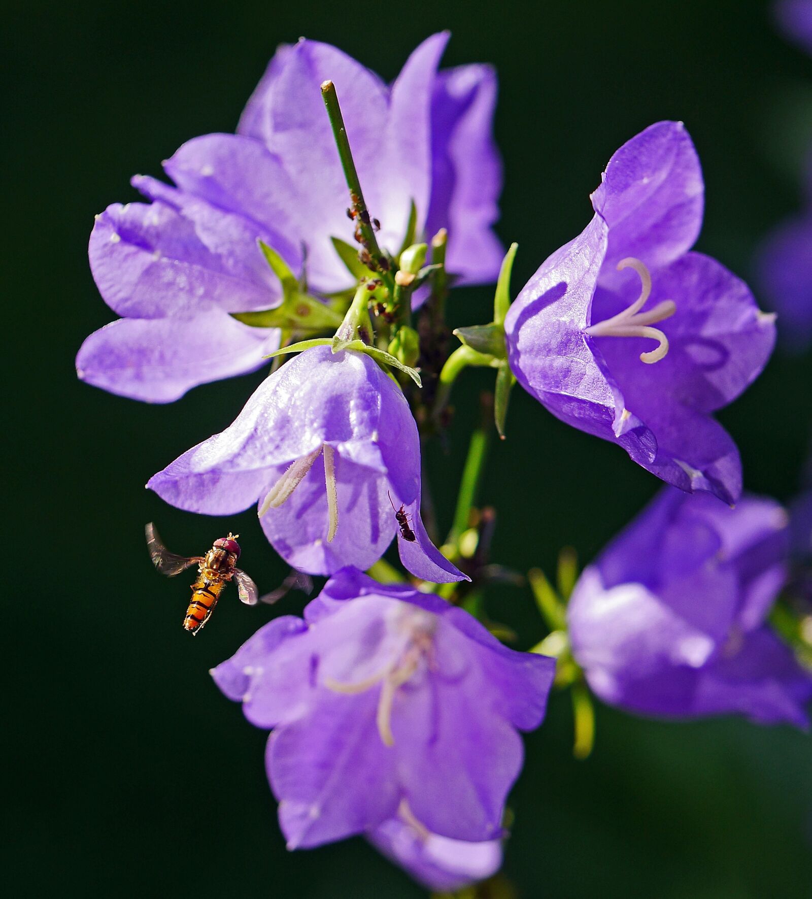 Panasonic Lumix DMC-GH3 sample photo. Bellflower, hoverfly, summer photography