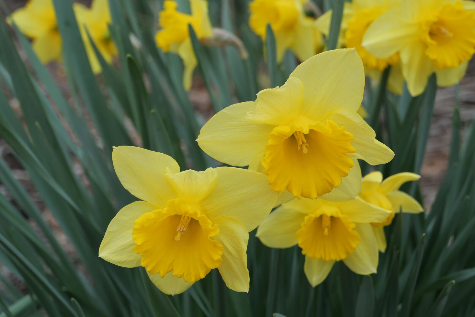 Panasonic Lumix DC-G9 sample photo. Daffodil, narcissus, flora photography