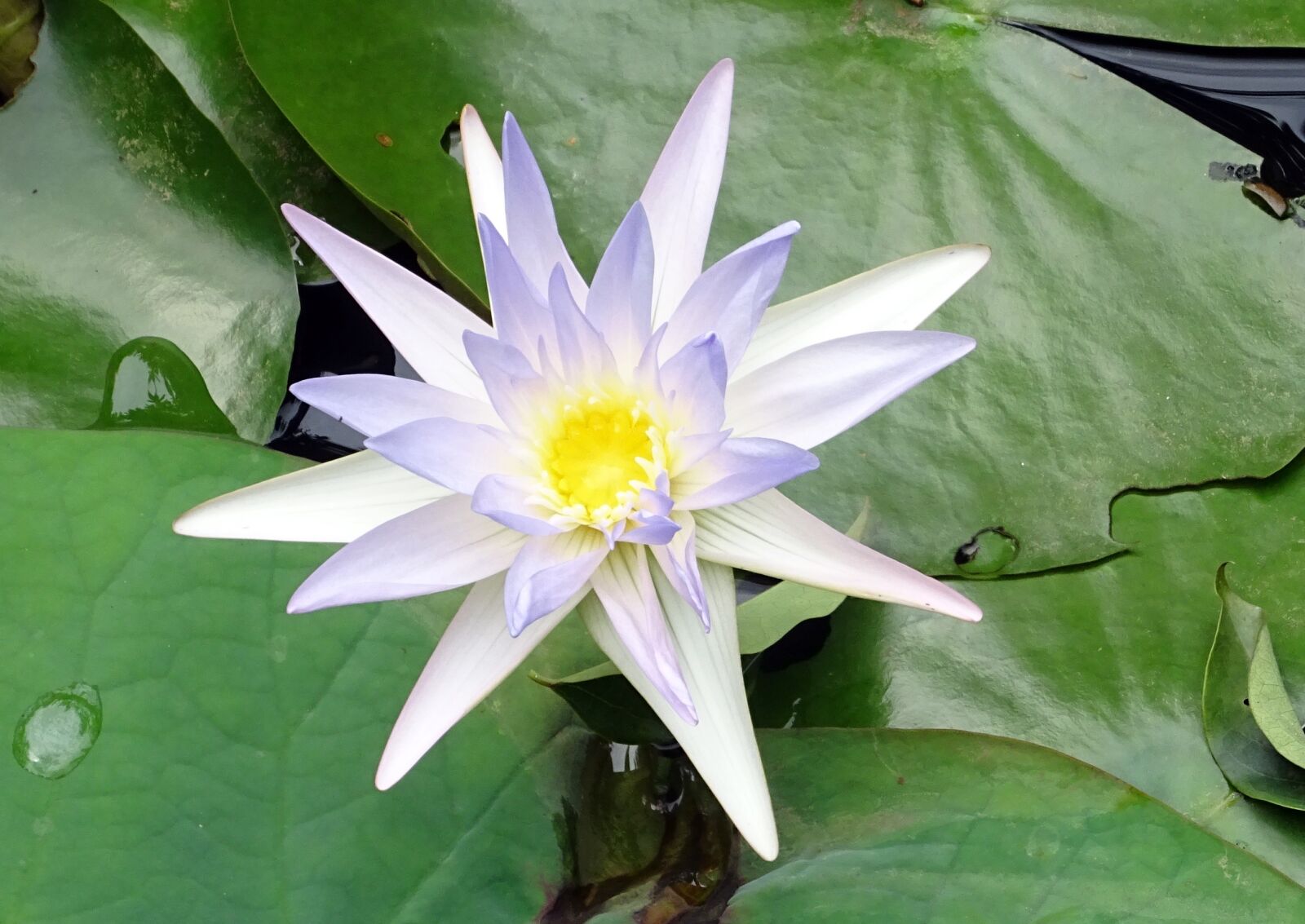 Sony DSC-HX60V sample photo. Lily, water lily, nymphaea photography