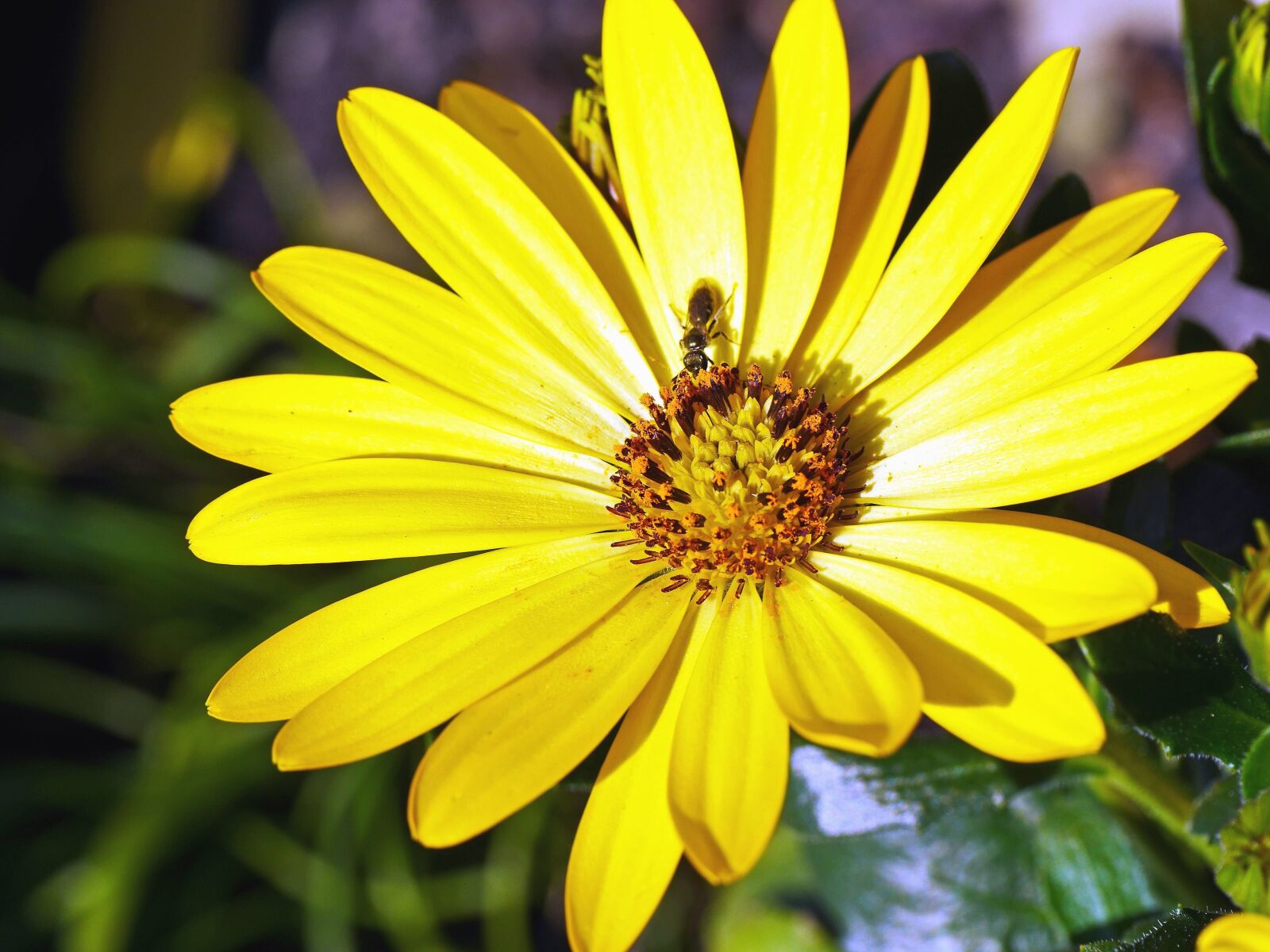 Panasonic Lumix DMC-GH3 sample photo. Bee, petal, pollen, plant photography