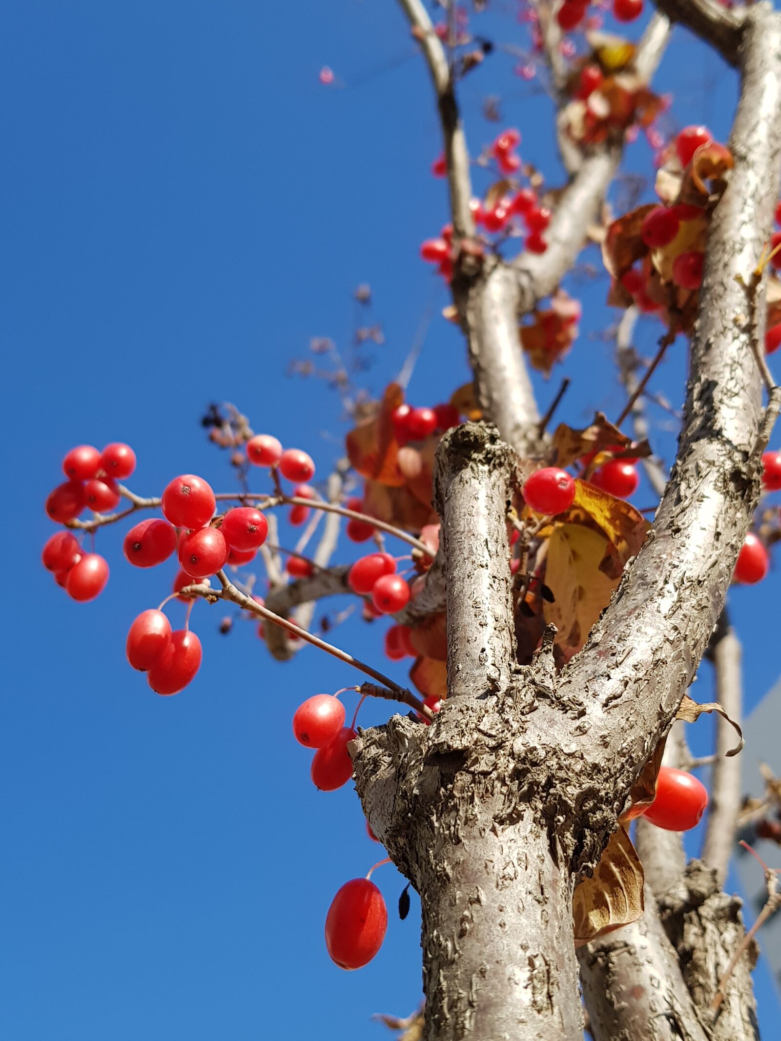 Samsung Galaxy S8 sample photo. Autumn image, fall image photography