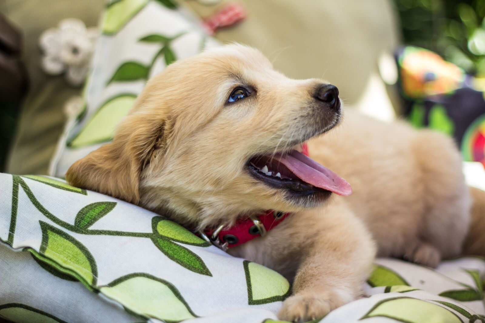 Canon EOS 600D (Rebel EOS T3i / EOS Kiss X5) + Canon EF 50mm F1.8 II sample photo. Puppies, dog, golden retriever photography