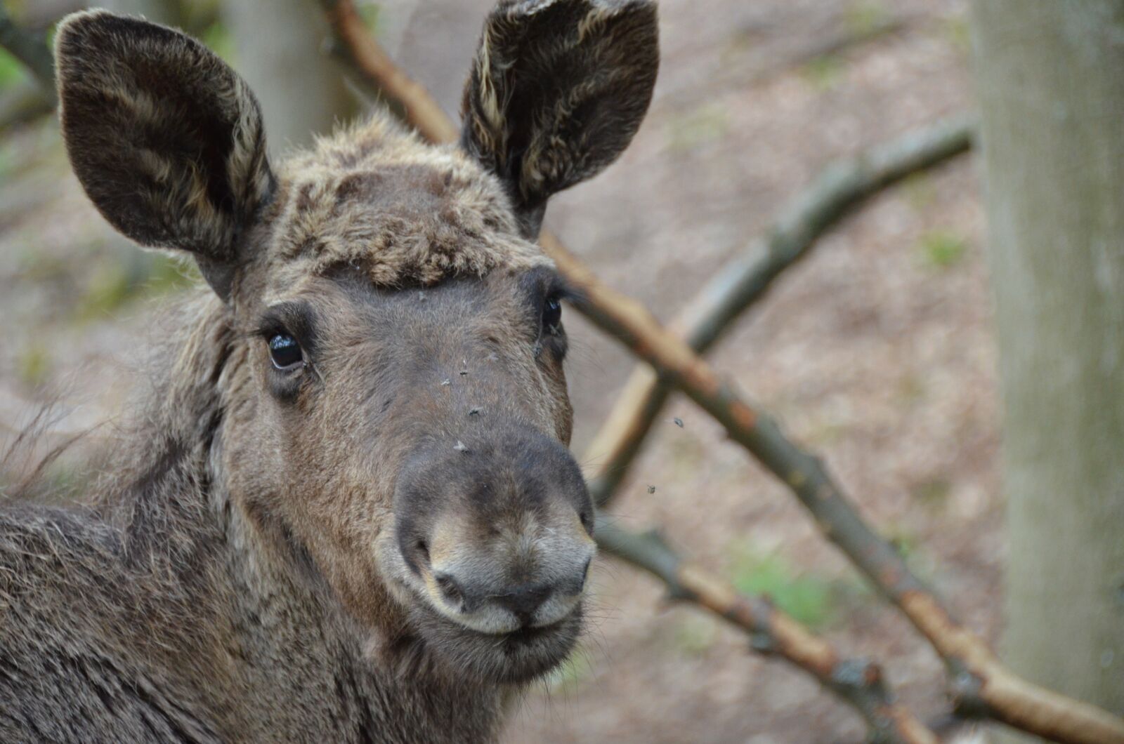 Nikon D7000 sample photo. Moose, young, nature photography