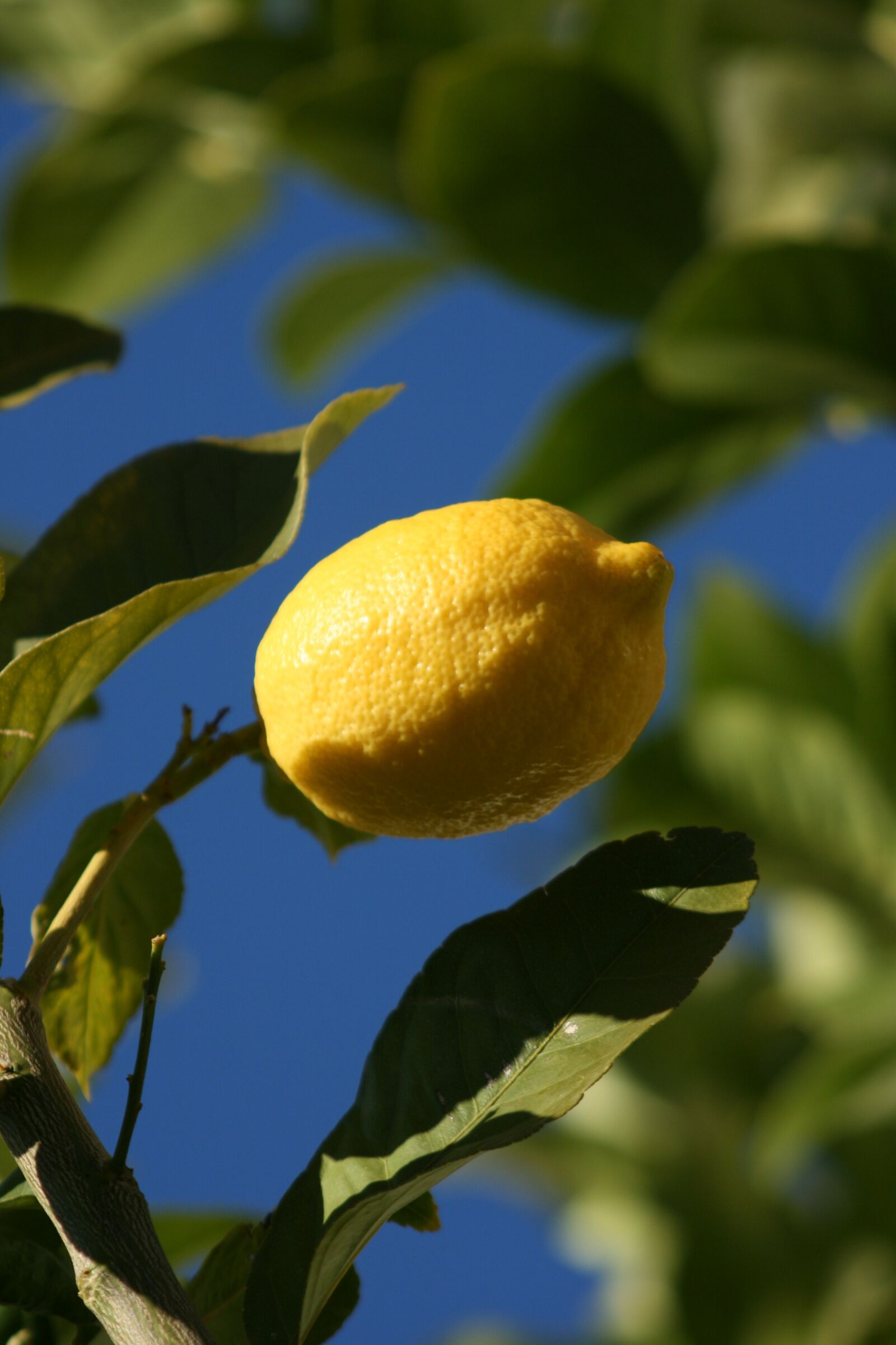 Canon EOS 400D (EOS Digital Rebel XTi / EOS Kiss Digital X) sample photo. Lemon, green, mediterranean photography