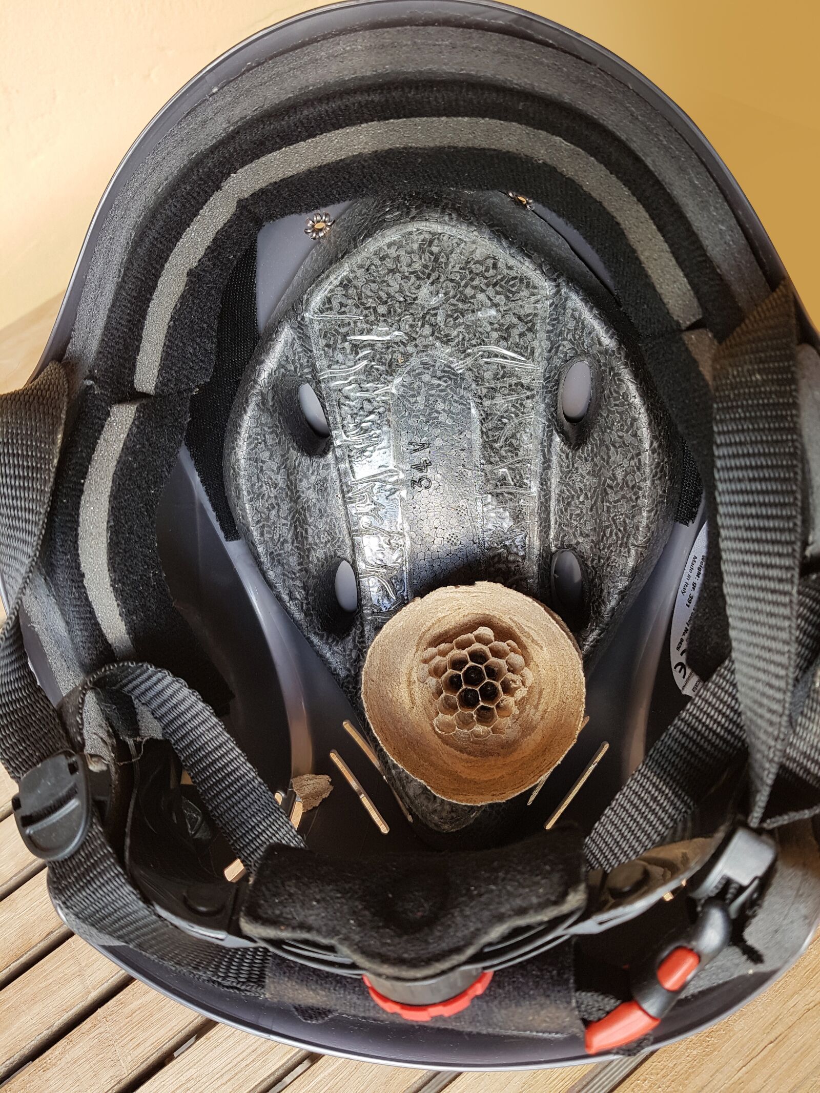 Samsung Galaxy S7 Edge sample photo. Climbing helmet, hornissennest, nest photography