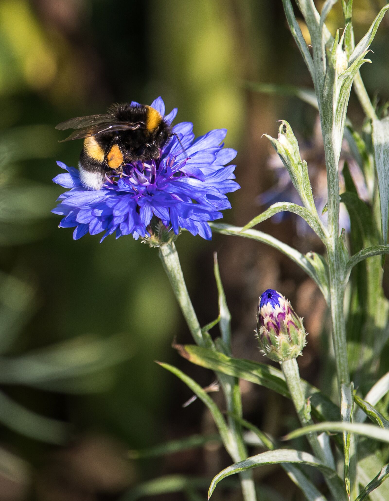 Canon EF-S 55-250mm F4-5.6 IS STM sample photo. Cornflower, plant, blossom photography