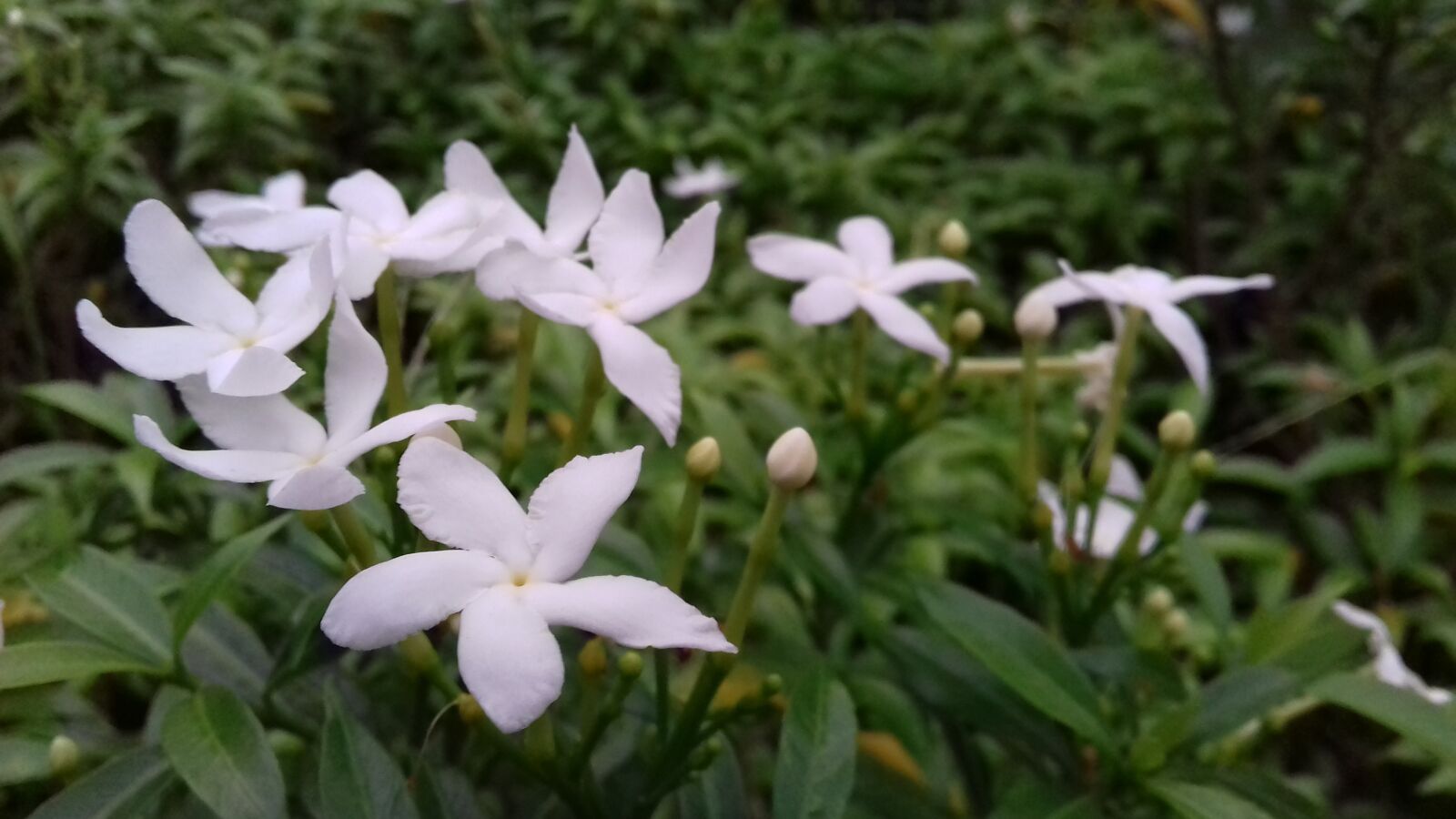 Samsung Galaxy J3(2016) sample photo. Bloom, spring, nature photography