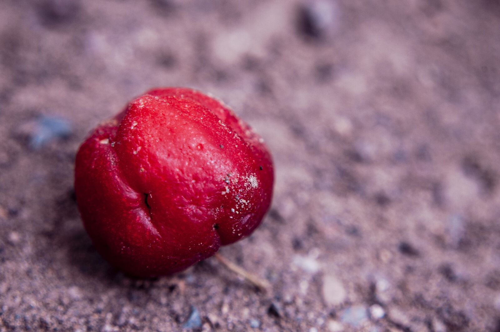 Nikon D40 sample photo. Nature, forest, color photography