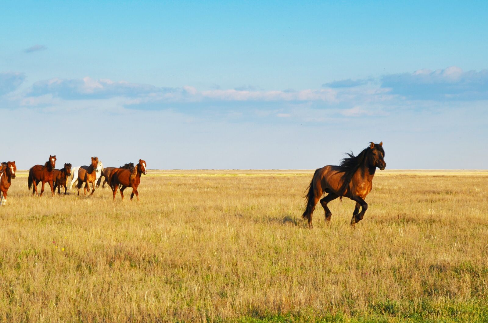 Nikon D5100 sample photo. Sky, kazakhstan, horses photography