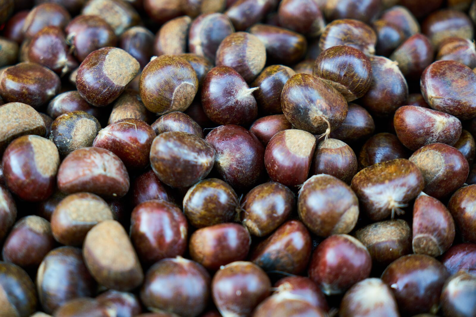 Sony a7R II sample photo. Chestnut, brown, baked photography