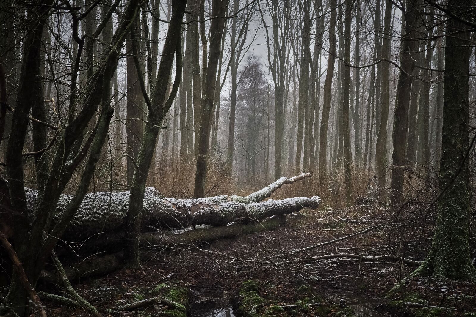 Olympus OM-D E-M10 sample photo. Forest, nature, landscape photography