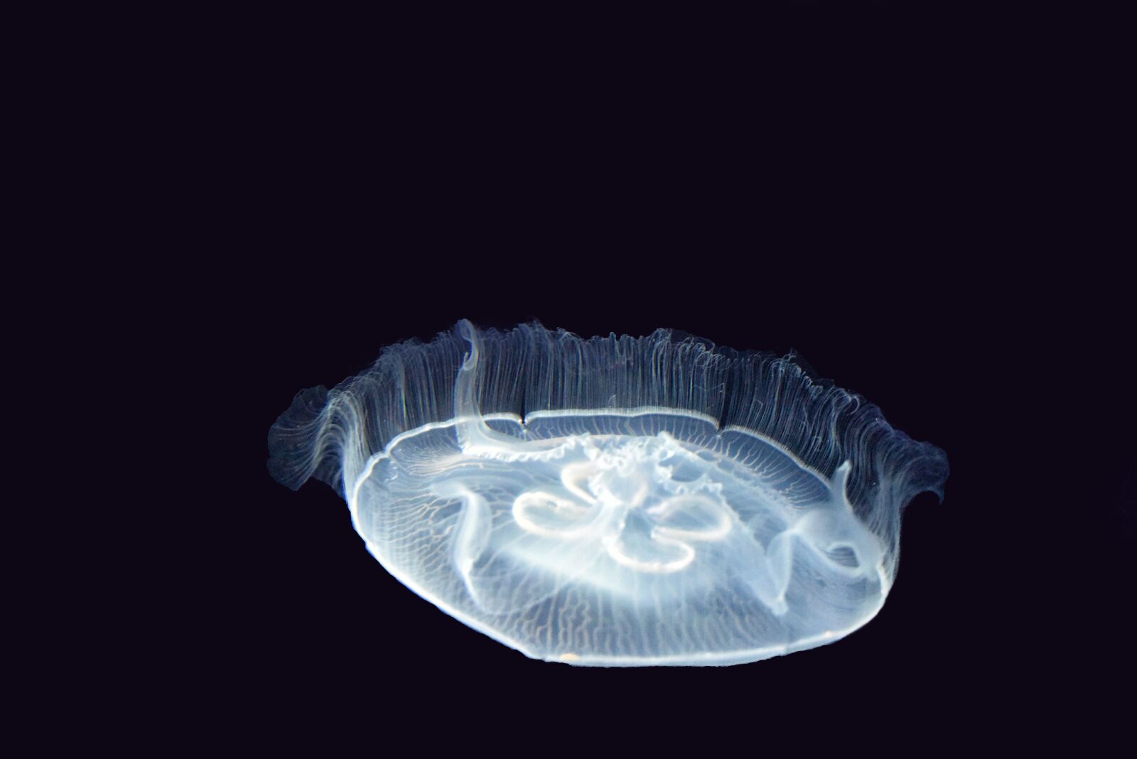 Nikon D810 sample photo. Jellyfish, sea, cnidarians photography