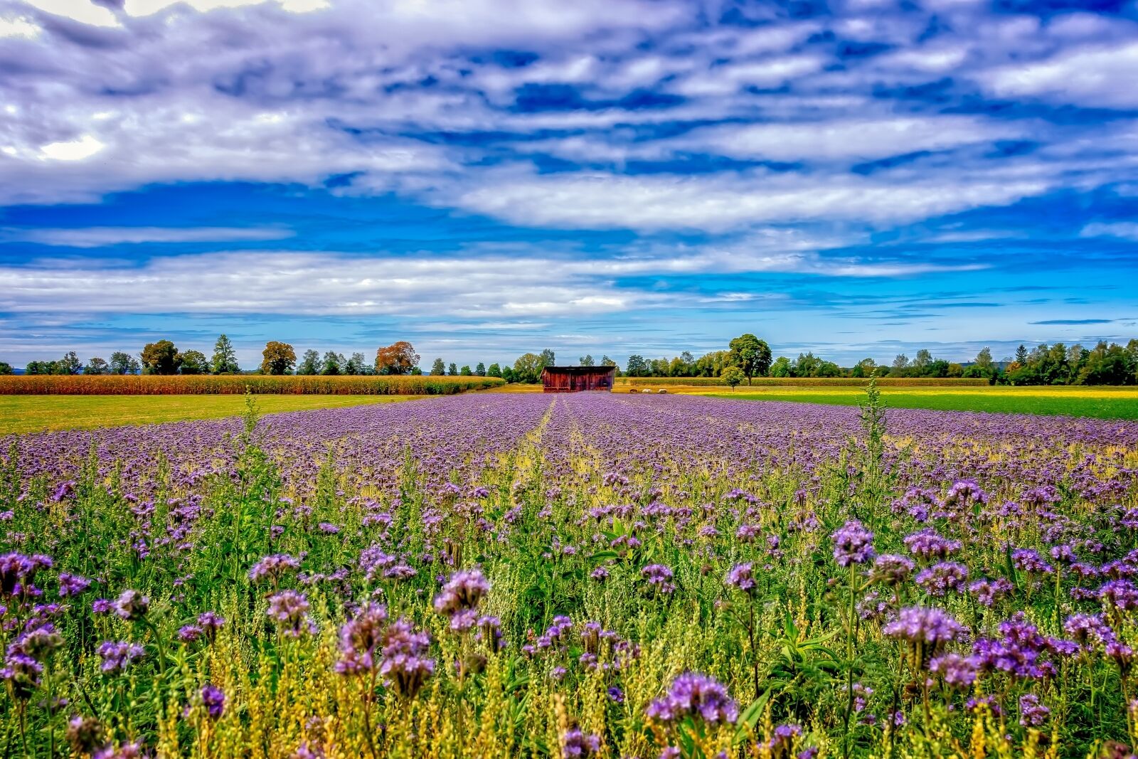 Nikon D3300 sample photo. Agriculture, landscape, field photography