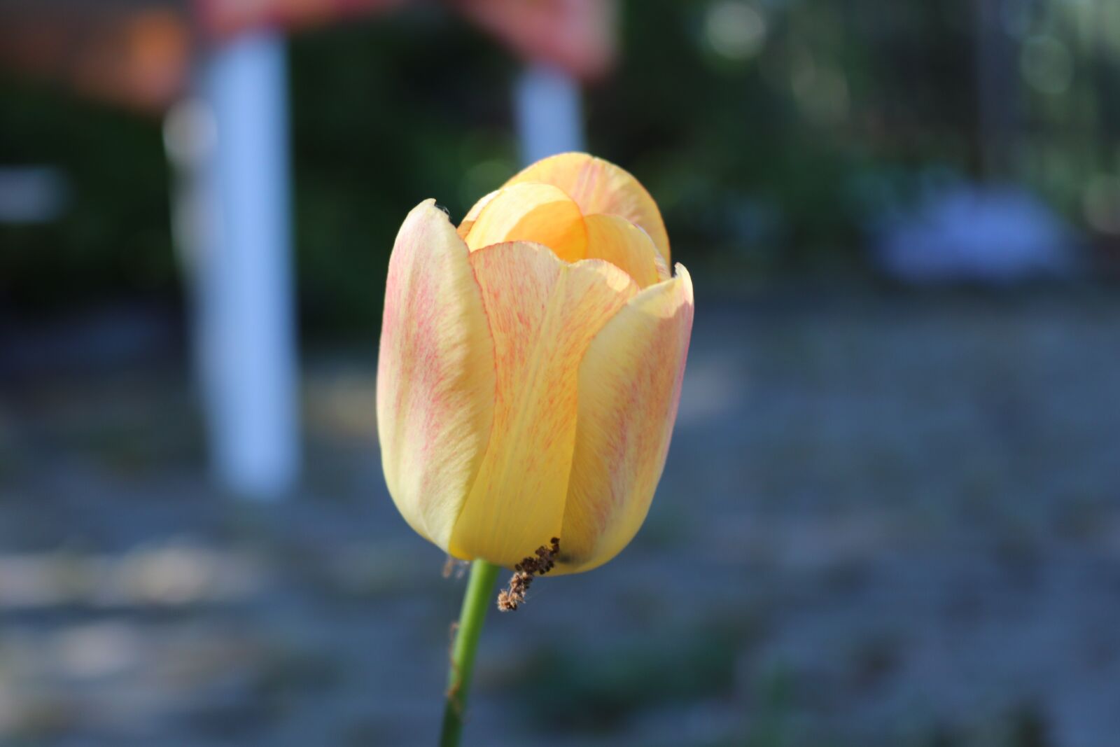 Canon EOS 200D (EOS Rebel SL2 / EOS Kiss X9) sample photo. Flower, spring, nature photography