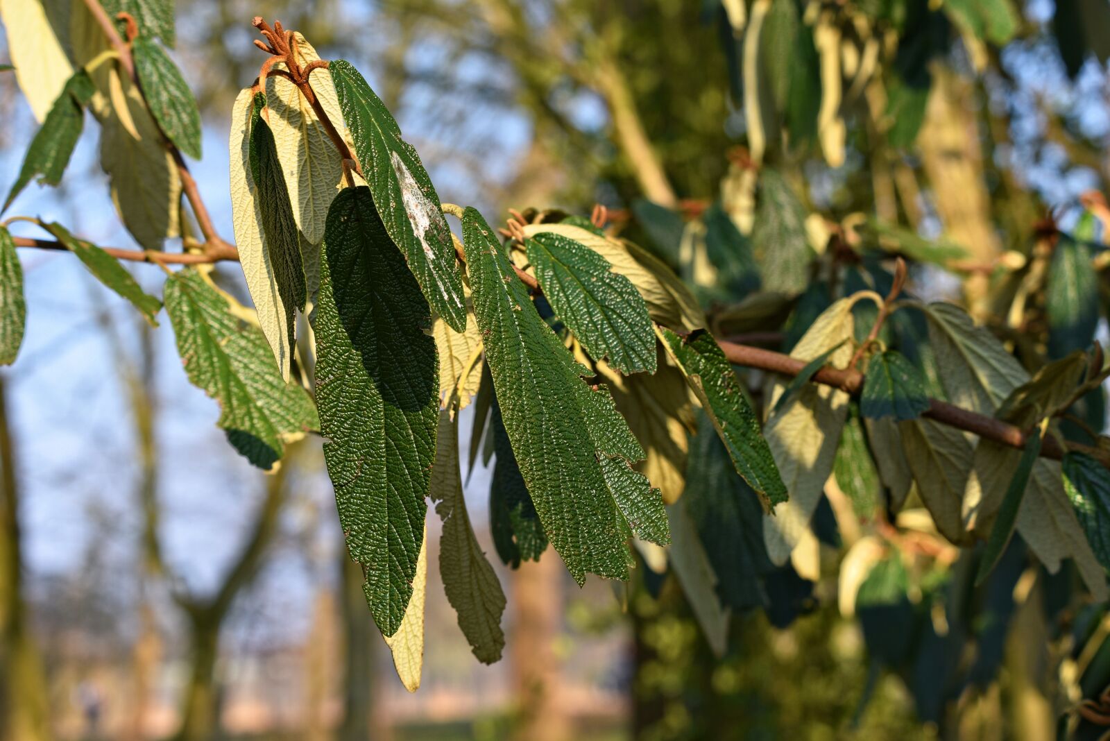 Nikon D750 sample photo. Leaves, foliage, branch photography