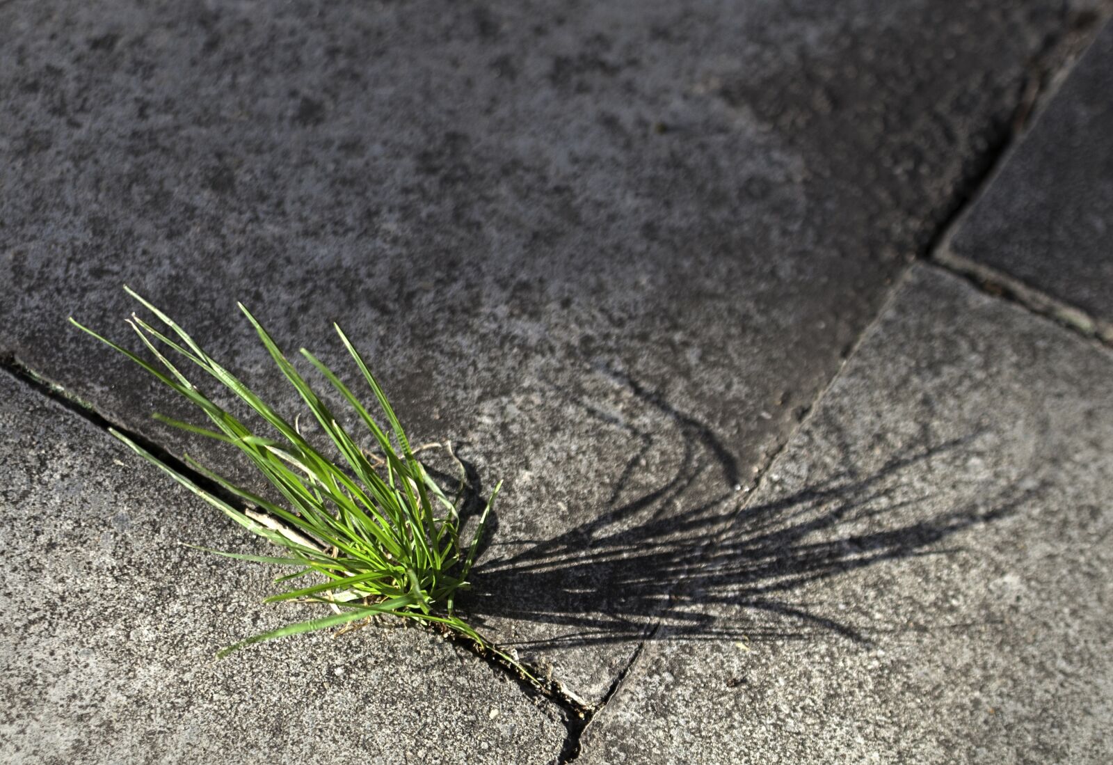 Nikon D300 sample photo. Grass, city, nature photography