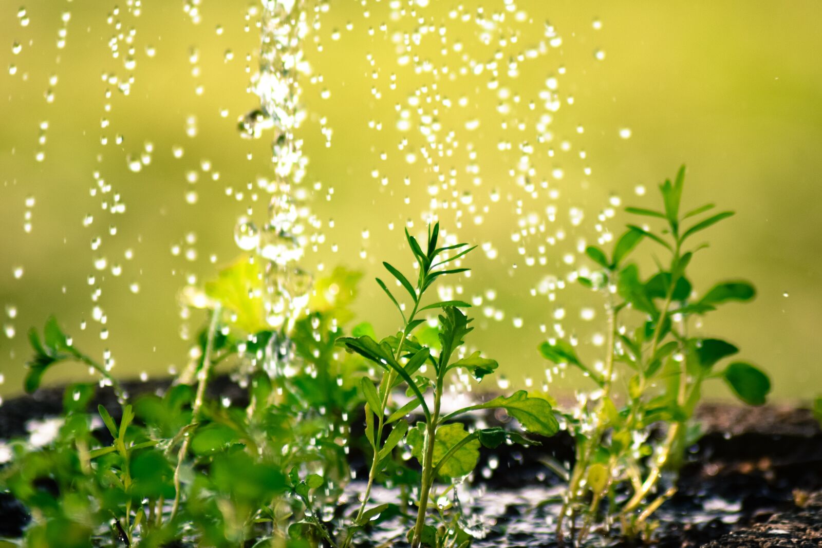 Nikon D5300 sample photo. Drop of water, water photography