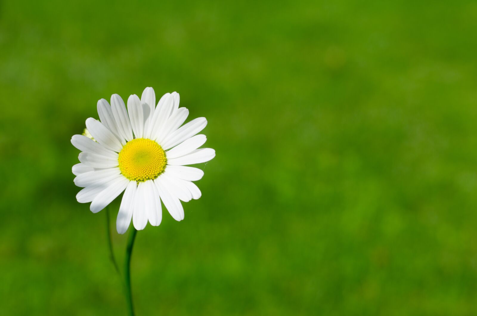 Nikon D7000 sample photo. Spring, daisy, blossom photography