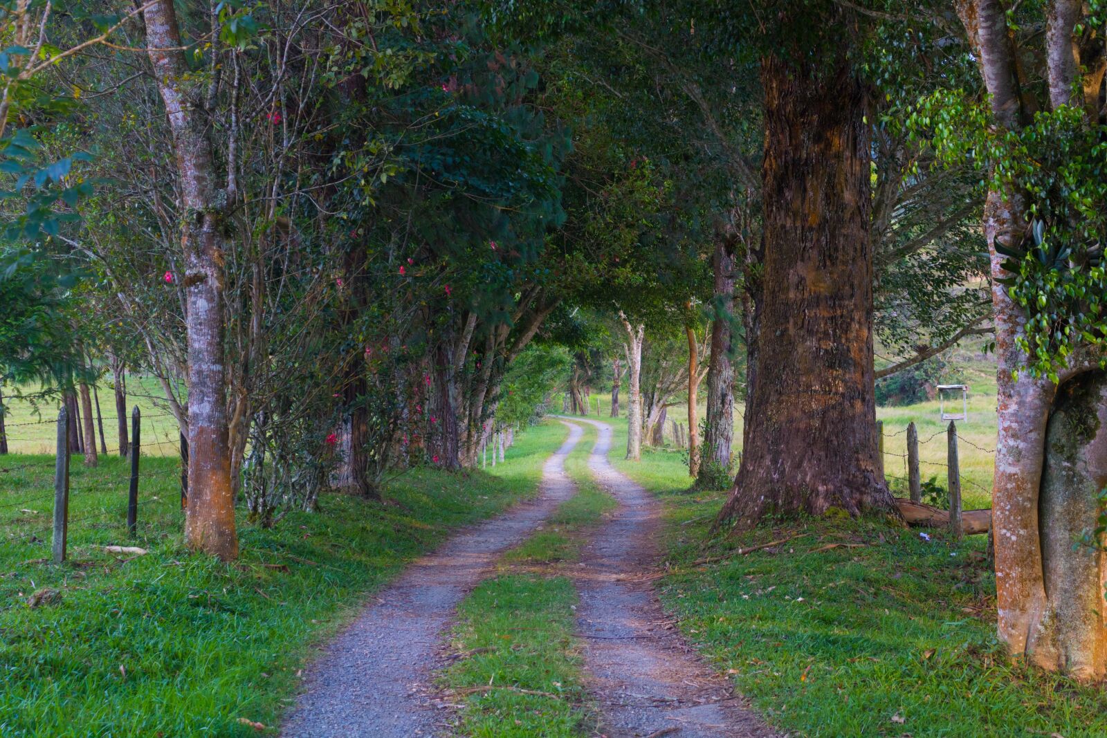 Canon EOS 750D (EOS Rebel T6i / EOS Kiss X8i) sample photo. Path, forest, to photography