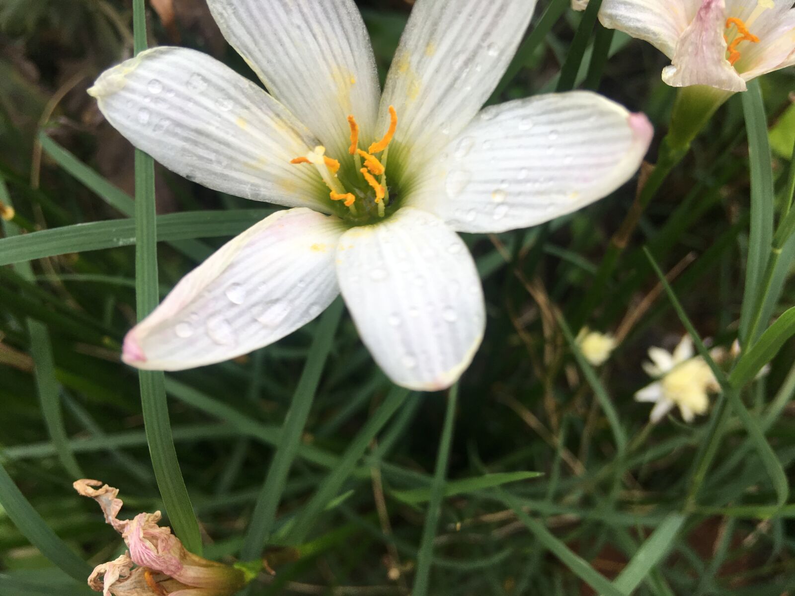 iPhone SE back camera 4.15mm f/2.2 sample photo. Flower, garden, nature photography