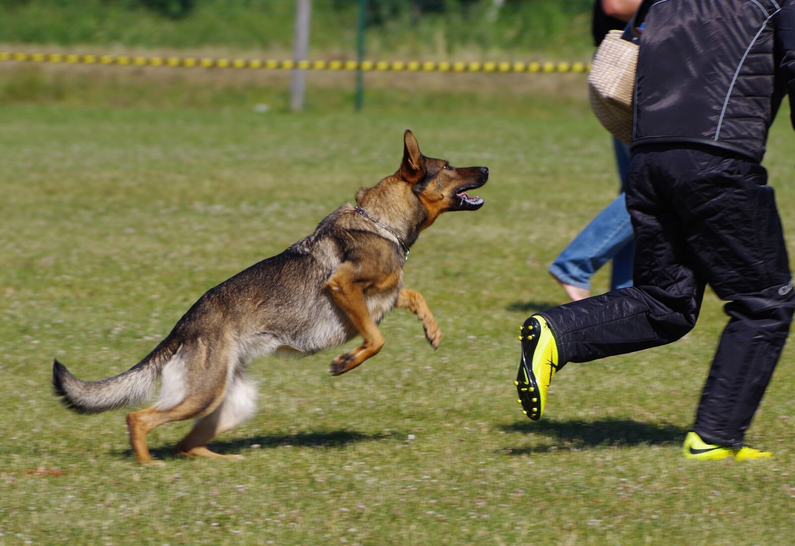 Pentax K-1 sample photo. German shepherd dog, attack photography