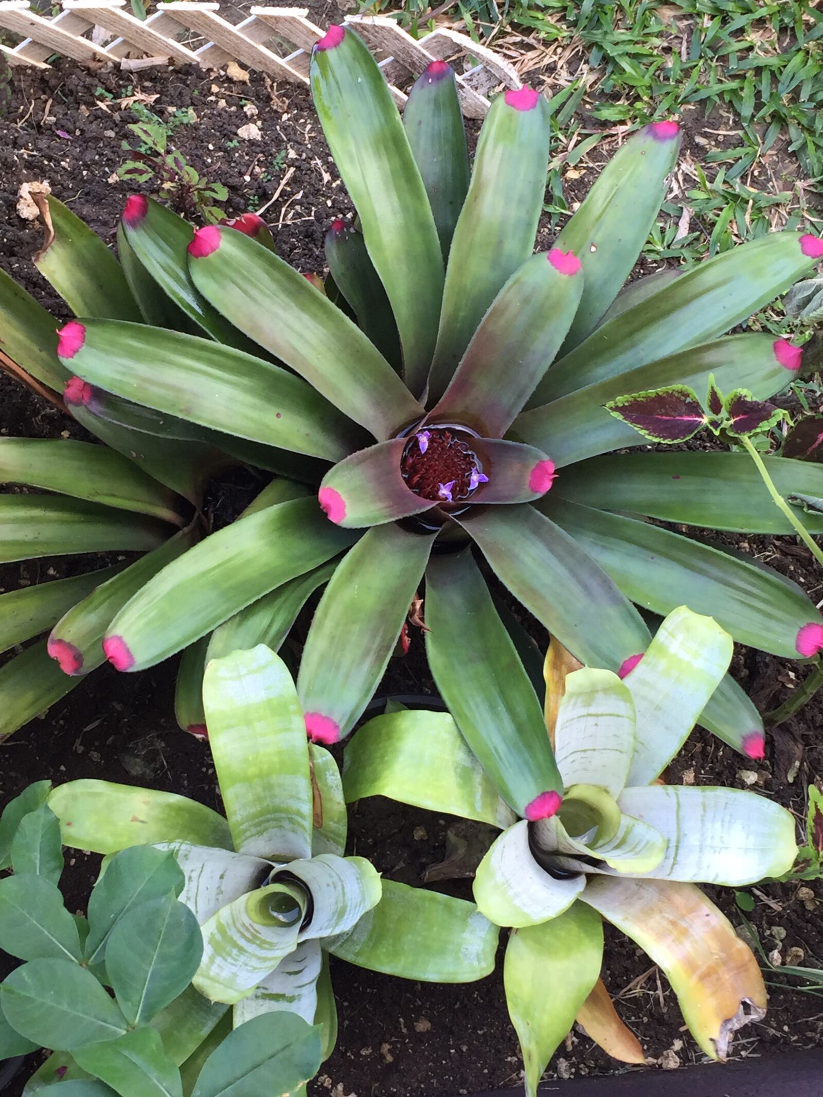 iPhone 6 back camera 4.15mm f/2.2 sample photo. Bromeliad, gardening, green photography