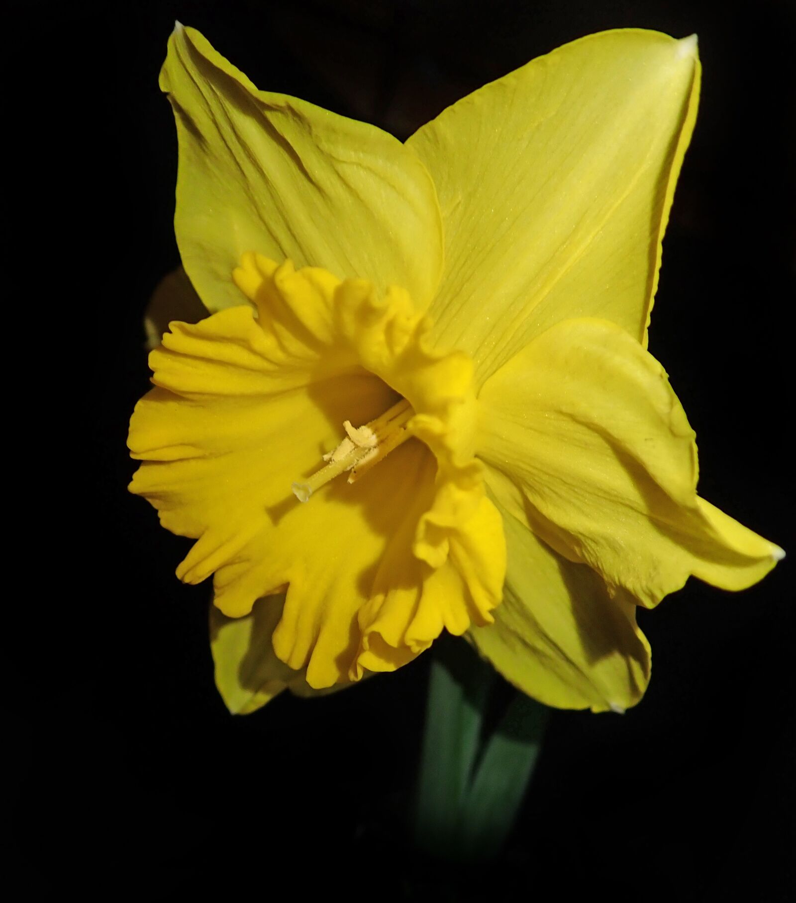 Olympus TG-5 sample photo. Daffodil, flower, garden photography