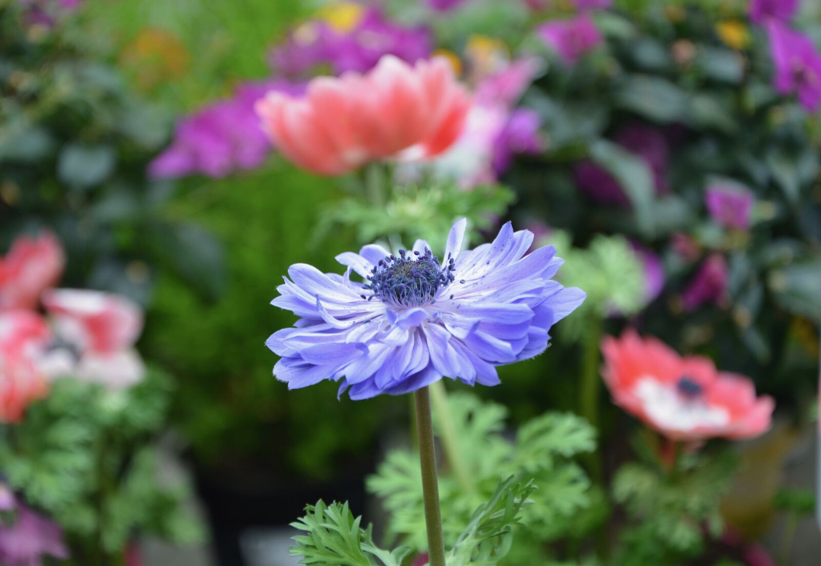 Nikon D5200 sample photo. Nature, flower, flower anemone photography