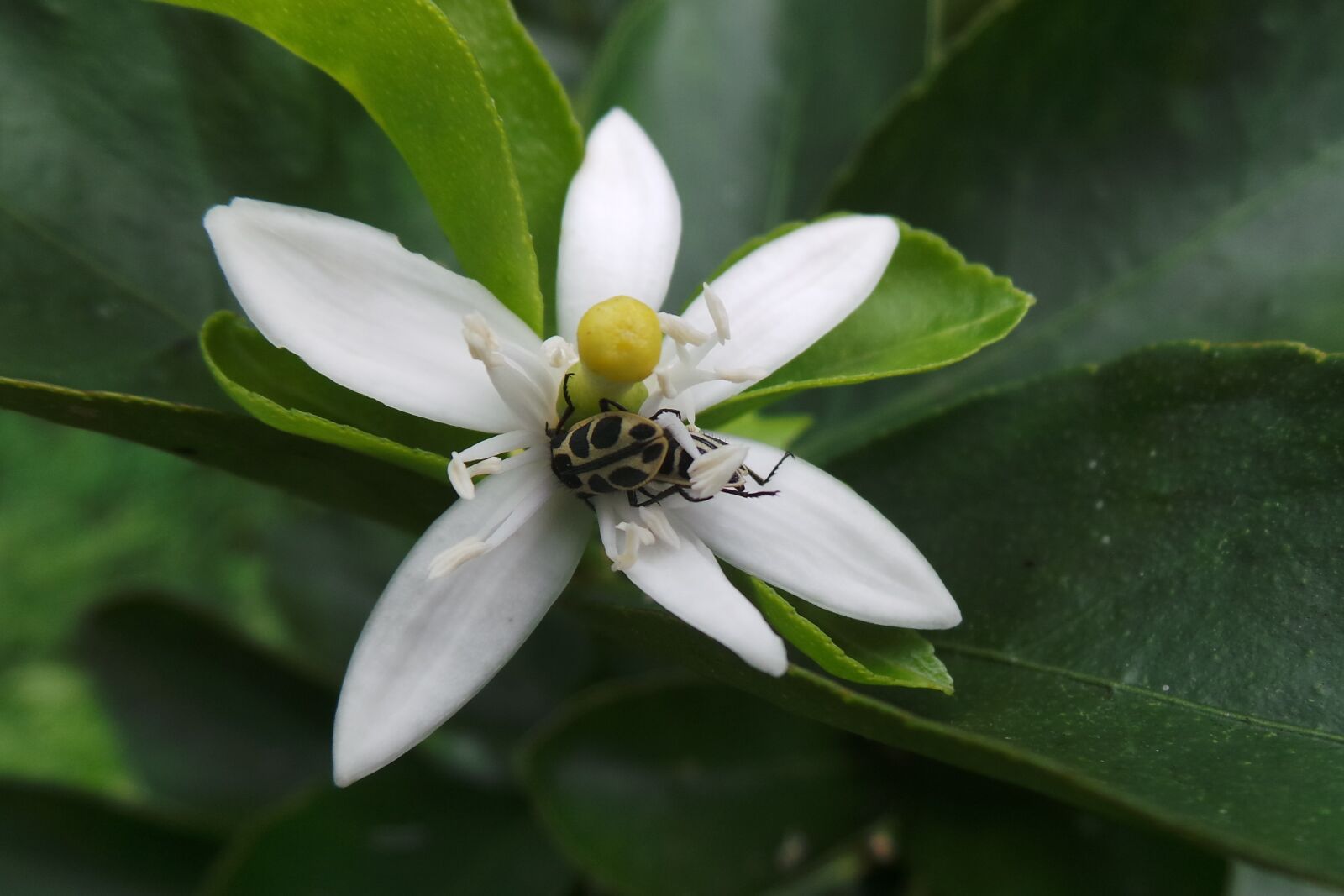 Samsung Galaxy Camera (Wi-Fi) sample photo. Insect, flower, orange tree photography